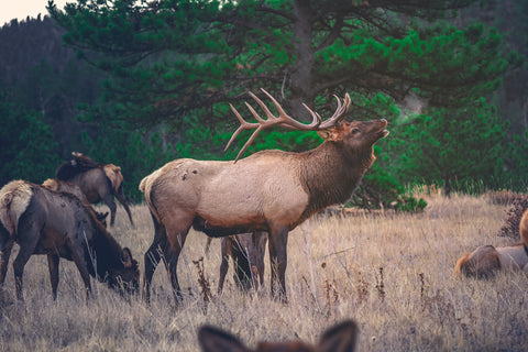 WHAT IS THE DIFFERENCE BETWEEN ELK MEAT AND BEEF?