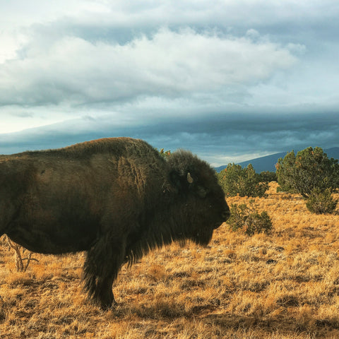 Bison or Elk Cooking Tips - Jackson Hole Buffalo Meat