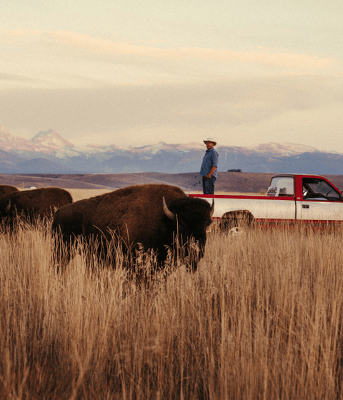 From the Tetons to your table