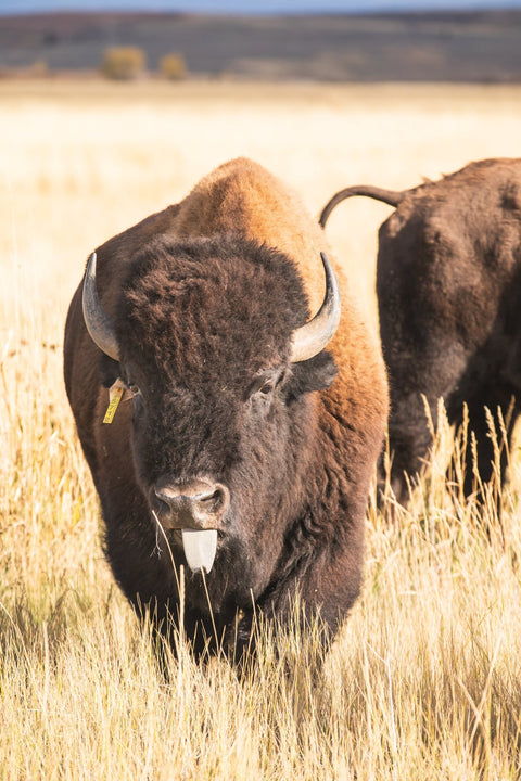 Buffalo Tongue - Jackson Hole Buffalo Meat