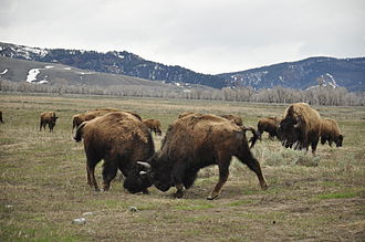 WHAT IS THE DIFFERENCE BETWEEN BUFFALO AND BISON?