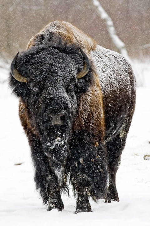 Why Buffalo? - Jackson Hole Buffalo Meat