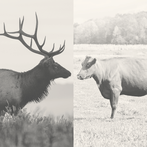 What is the difference between elk meat and beef? - Jackson Hole Buffalo Meat
