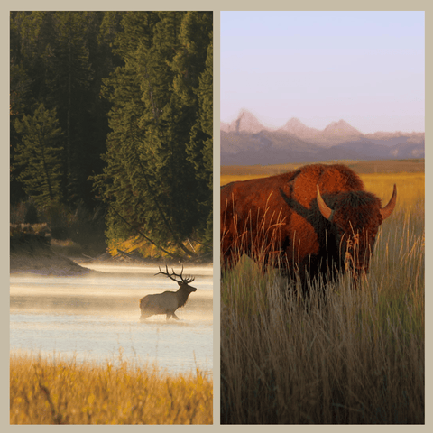 Are Buffalo and Elk Exotic Meats? - Jackson Hole Buffalo Meat