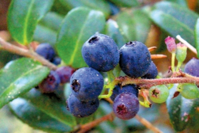 What is a Huckleberry and what do they taste like?