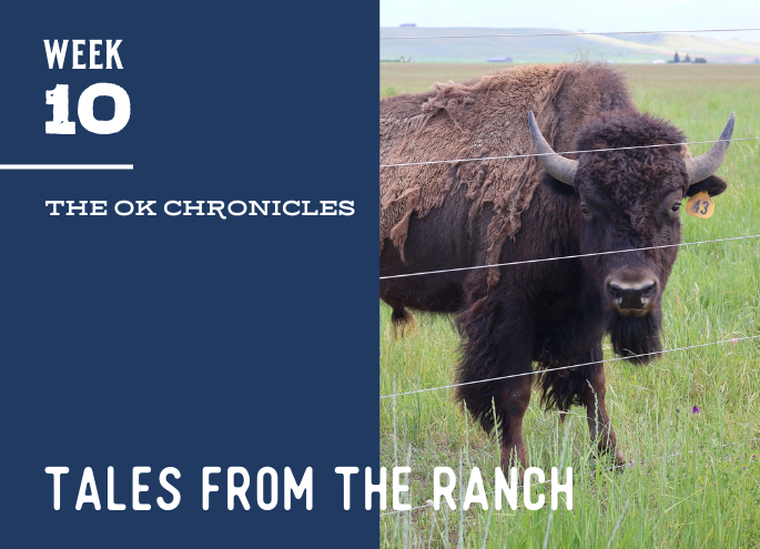 OK Ranch Update, Week 10
