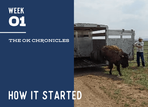 OK Ranch Update, Week 1 - Jackson Hole Buffalo Meat