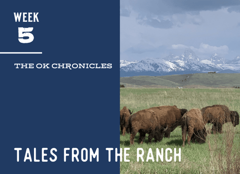 OK Ranch Update, Week 5 - Jackson Hole Buffalo Meat