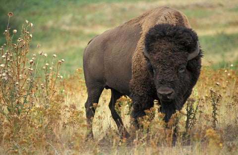 WHAT ARE THE HEALTH BENEFITS OF EATING BUFFALO?