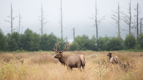 WHAT ARE THE HEALTH BENEFITS OF EATING ELK?