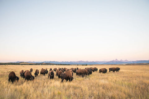 OK Ranch Half Buffalo