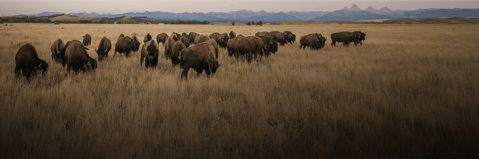 Jackson Hole Buffalo Meat Co